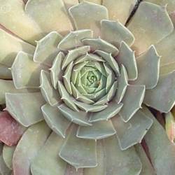 Sempervivum - Dachwurz - Hauswurz